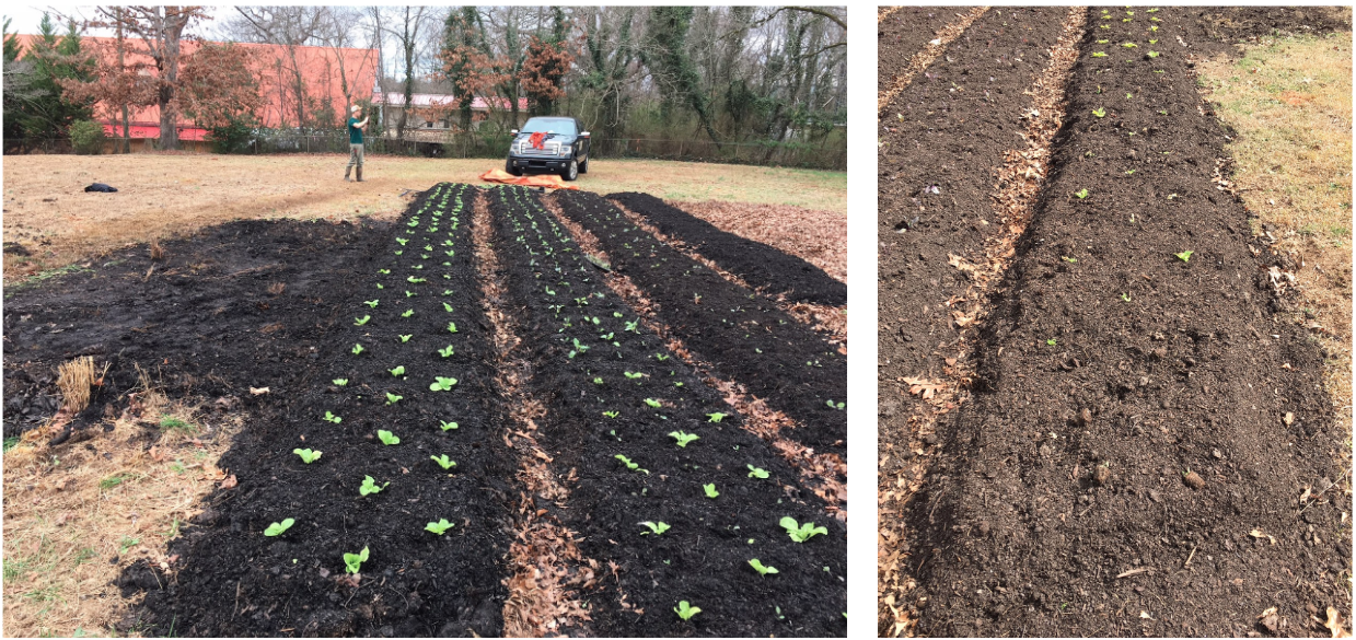 Let: First few rows planted with Napa cabbges, kohlrabi, and kale. Right: A few days later, this shows the same rows after the groundhogs had discovered their new salad bar.