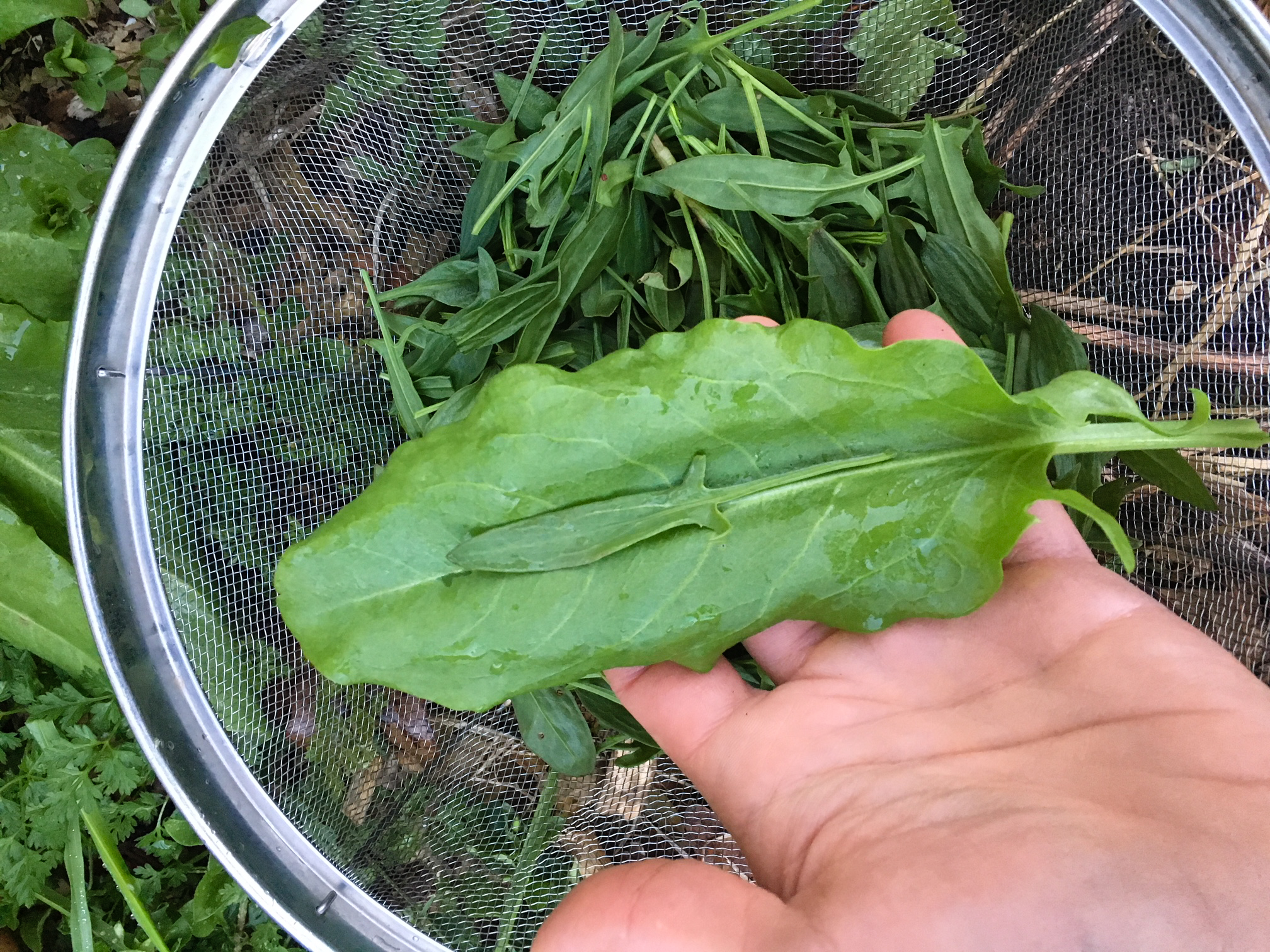 A colander with wild sheep's sorrel and a domesticated garden sorrel in-hand. Look closely at the small sheep sorrel leaf on top of the garden sorrel leaf and you can see the size difference between the two varieties.