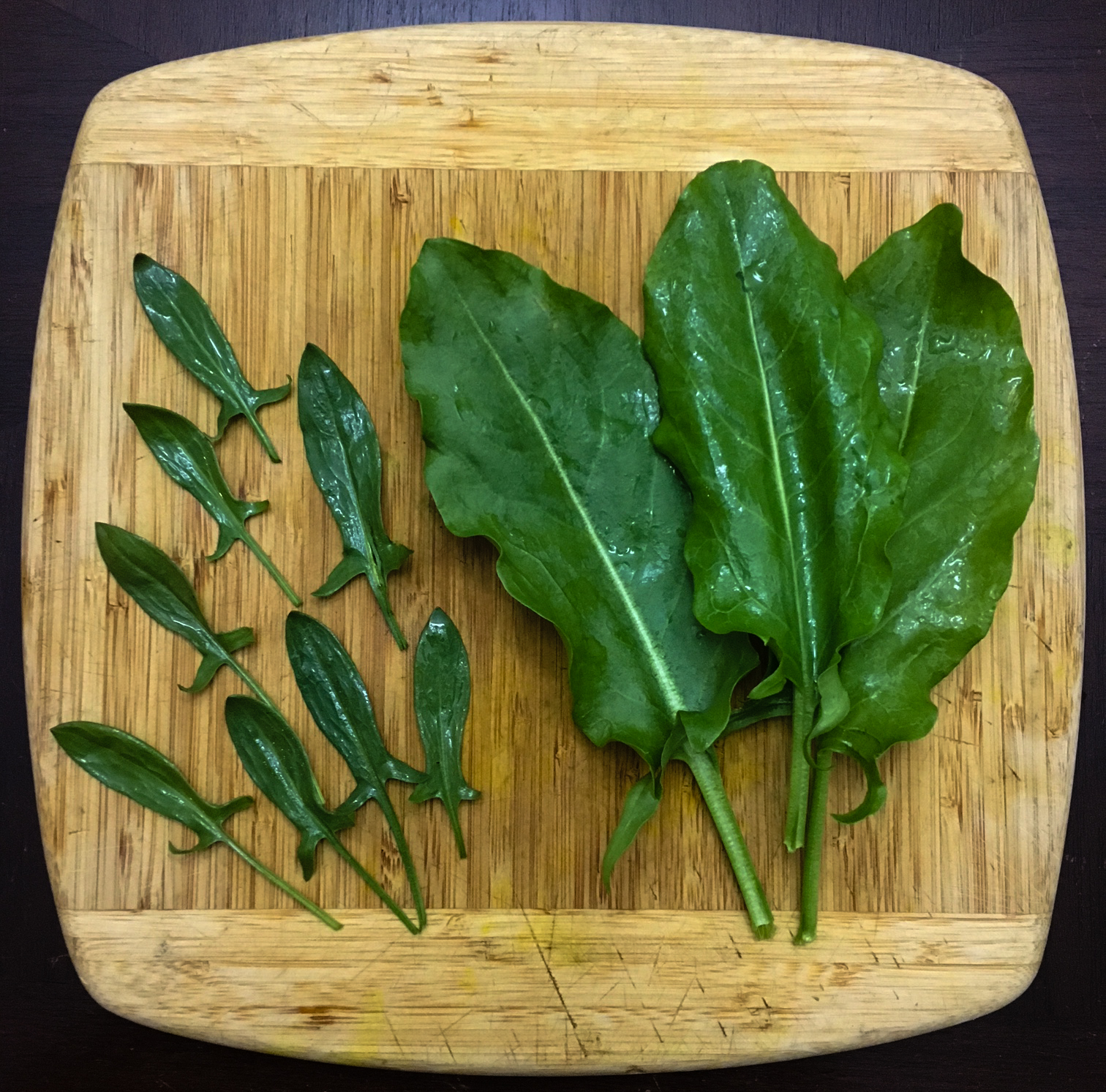 Sheep's sorrel (left) and garden sorrel (right) on cutting board. The leaves have the same shape, only garden sorrel has been bred to be much larger.