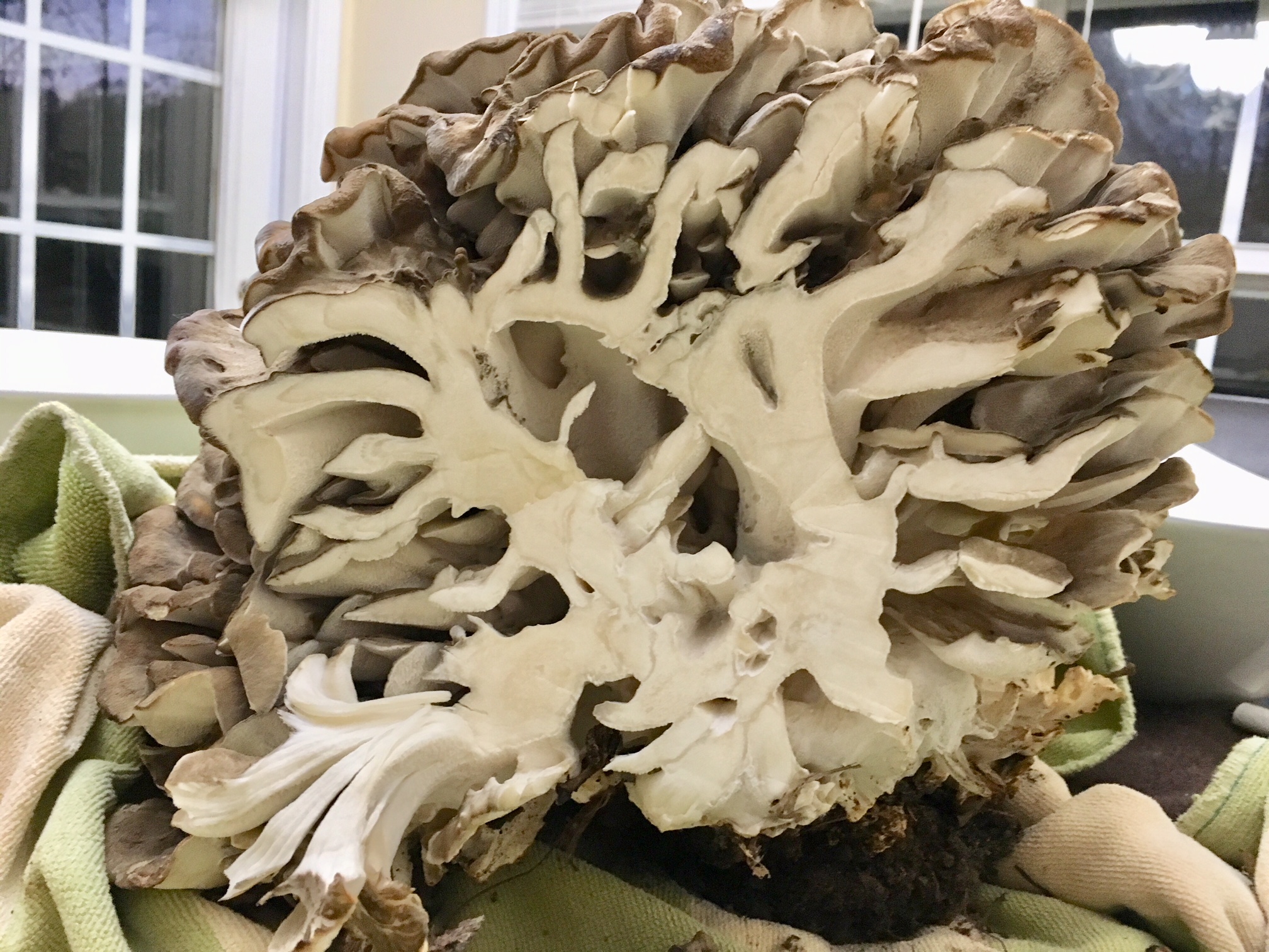 A cross section view of a maitake mushrooms. You can see where the base attached to an underground root and the branching structure that formed as the mushroom grew.